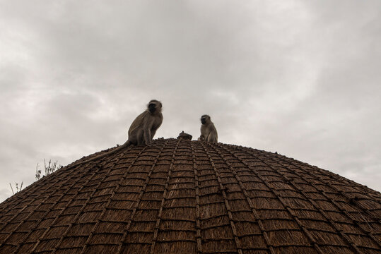 A low-angle shot captures two wild vervet monkeys perched on the domed, thatched roof of a traditional Swazi beehive hut against an overcast sky in Eswatini.