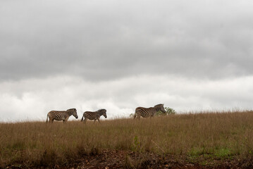 Three plains zebras walk in a single file line across a dry grassland ridge against a vast, overcast gray sky in a nature reserve in Eswatini. © Gregory