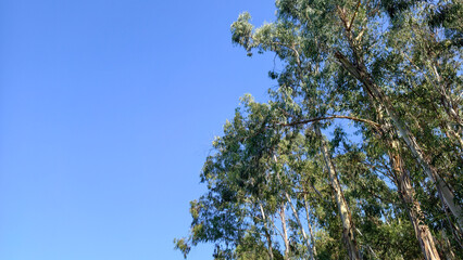 Eucalyptus trees reaching towards a clear blue sky providing ample copy space, symbolizing growth, renewal, fresh air, and environmental well being © Newleks