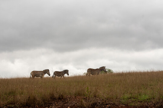 Three plains zebras walk in a single file line across a dry grassland ridge against a vast, overcast gray sky in a nature reserve in Eswatini.