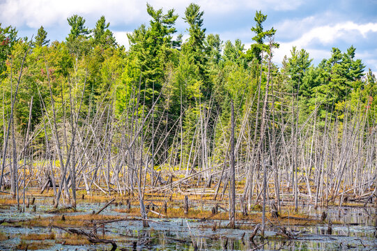 Flooded Beaver Pond with Dead Trees in Ontario Forest Wetland