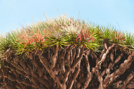 Close-up of a rare Dragon Tree crown with vivid red berries, spiky leaves and gnarled bark, Dracaena draco endemic to Tenerife, Canary Islands wild exotic nature and eco tourism landscape