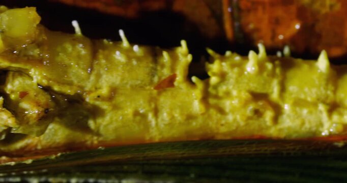 A dead grasshopper  infected with a parasitic Cordyceps fungus, Napo province, Ecuador.