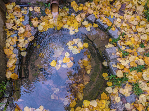 Eine Wasserquelle mit klarem Wasser in einem Naturbrunnen mit herbstlichen Laub der Linde im September