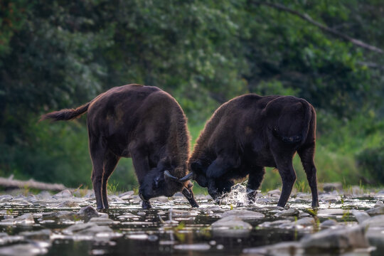European Bison - Bison bonasus, large European even-toed ungulate native to North and East European forests and woodlands, Poland.