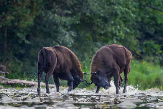 European Bison - Bison bonasus, large European even-toed ungulate native to North and East European forests and woodlands, Poland.