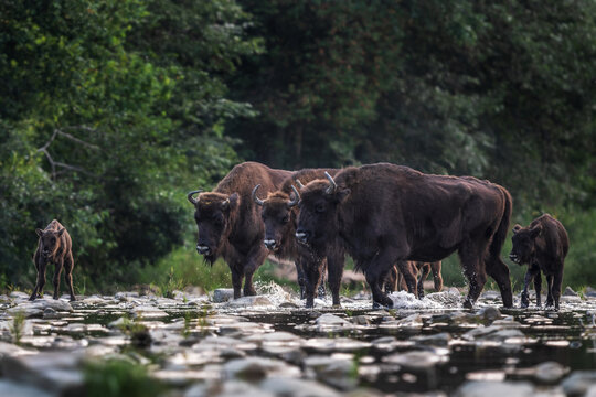 European Bison - Bison bonasus, large European even-toed ungulate native to North and East European forests and woodlands, Poland.