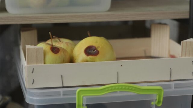 Person sorting fresh harvest and removing apples with initial rot spots into wooden box