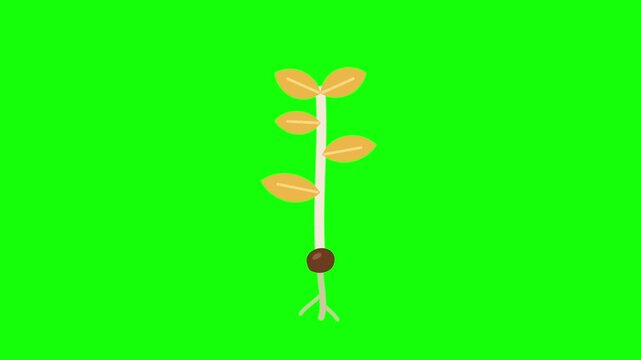 Growing Plant With Leaves and Roots on Green Screen