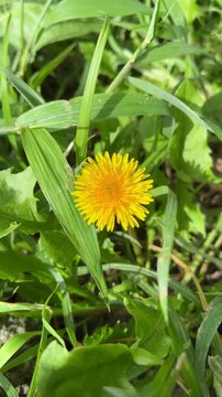 Yellow dandelion flower blooming in wild green grass field