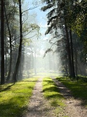 A sunlit dirt path winding through a misty Scots pine (Pinus sylvestris) forest with bright sunbeams filtering through the tree canopy. The golden sunlight cuts through morning haze, illuminating gras © Kristine