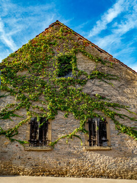 Zugewachsene Fassade. am Altbau