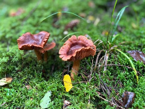 The mushrooms pictured growing in the moss are laccase mushrooms or commonly referred to as members of the genus Laccaria, characterized by their distinct reddish-brown, wavy caps