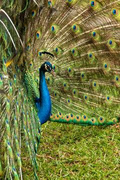 A detailed profile shot highlights the brilliant blue neck and iridescent green feathers of a male Indian peafowl displaying its fanned-out tail train over a grassy lawn in Eswatini.