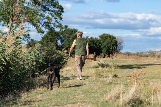 A hunter with a gun and his pet dogs. A spaniel and a german wirehaired pointer drathaar in search of a pheasant.