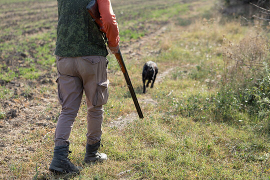A hunter with a gun and his pet dogs. A spaniel and a german wirehaired pointer drathaar in search of a pheasant.