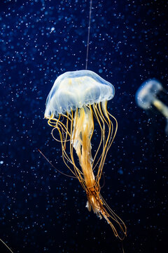 ニチリンヤナギクラゲの水中風景 / Japanese Sea Nettle Jellyfish Underwater