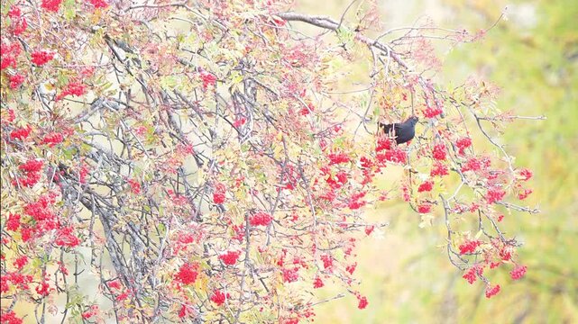 Eating rowan berries in the autumn season, the common blackbird (Turdus merula)
