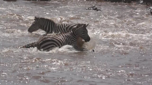 Zebra caught by a crocodile during a dramatic river crossing during the great migration. 