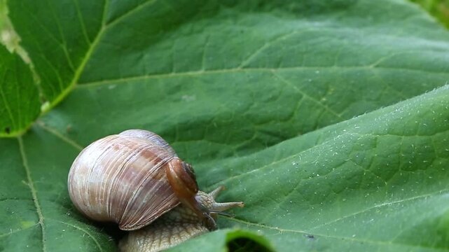 Brown garden large and small snail slowly crawls along a large green leaf, extending its tentacles forward and gradually moving from left to right in soft natural daylight outdoors.