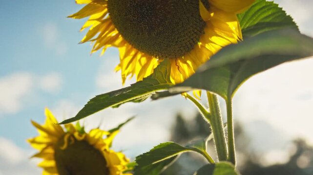 Bright yellow sunflower in full bloom shot in close-up on an open field in summer sunlight. Seeds and petals are clearly visible. Concept of summer season and blooming crops