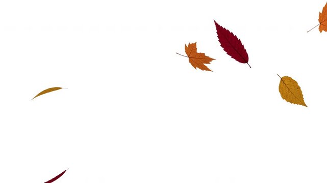 Vibrant fall leaves falling against white background