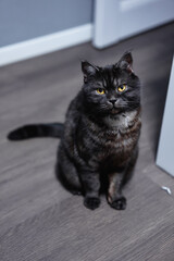 A black tabby cat with striking yellow eyes sits on a wood floor indoors, looking up with a calm, curious expression. Soft fur and whiskers captured in moody, intimate domestic lighting. © Loginova