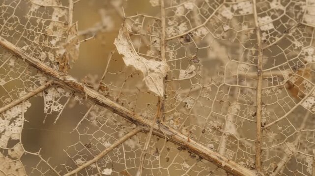 Delicate skeletonized dry leaf remains stretched across brittle stems, revealing pale reticulated vein networks, fragmented tissue and weathered organic structure in a muted beige macro study
