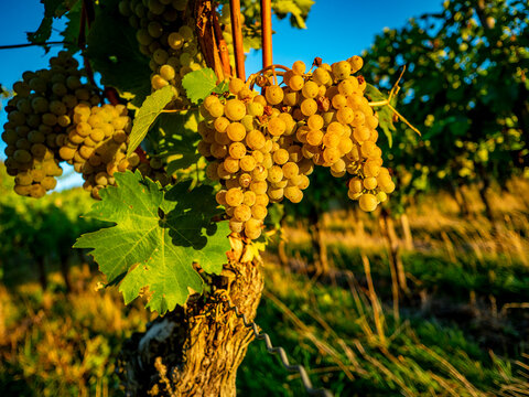 Reife Weintrauben am Weinstock