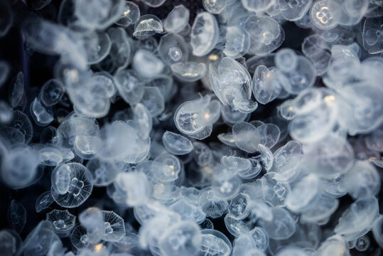 ミズクラゲの水中風景 / Moon Jellyfish Underwater