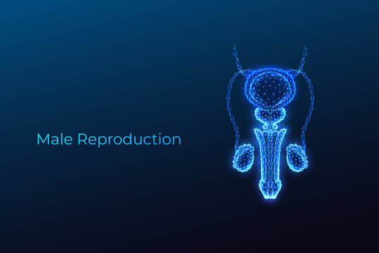 Male reproductive system with bladder, prostate and testes anatomy. Glowing blue polygonal vector