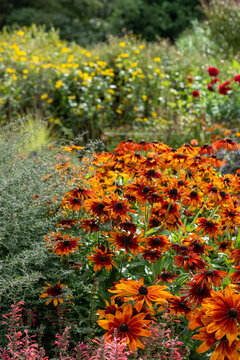 Colourful echinacea flowers, also known as coneflowers or rudbeckia, in a mixed flower border, photographed in late summer at Wisley garden in Surrey UK. Perennials are plated in swathes of colour.