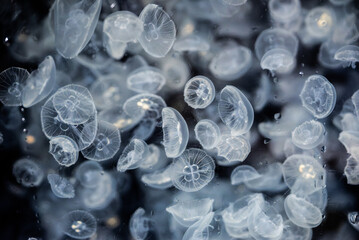 ミズクラゲの水中風景 / Moon Jellyfish Underwater © 結衣 古賀