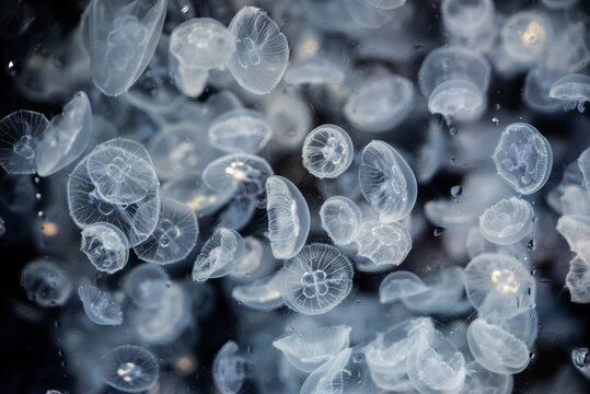 ミズクラゲの水中風景 / Moon Jellyfish Underwater