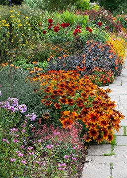 Colourful echinacea flowers, also known as coneflowers or rudbeckia, in a mixed flower border, photographed in late summer at Wisley garden in Surrey UK. Perennials are plated in swathes of colour.