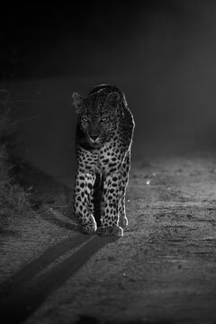 Female leopard walking in the dirt road illuminated by a spot light at night, Sabi Sand Nature Reserve. (Black and white)
