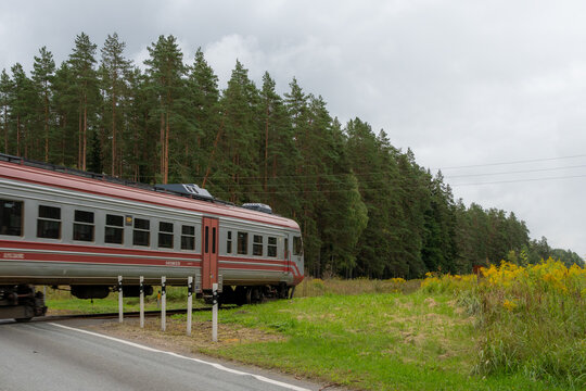 Passenger train crossing a rural road through a pine forest under an overcast sky