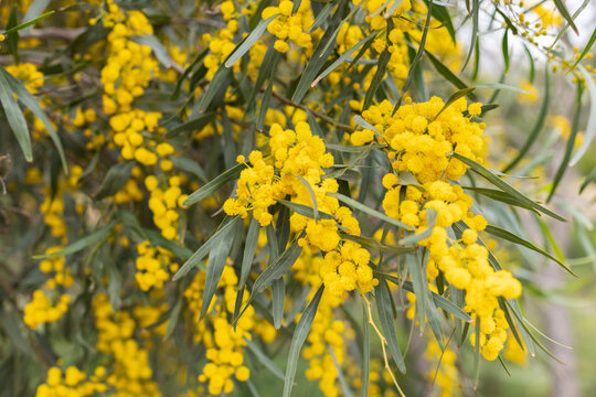 Blossoming of mimosa tree. Acacia pycnantha, golden wattle close up in spring, bright yellow flowers coojong, golden wreath wattle orange wattle blue-leafed wattle, acacia salign.