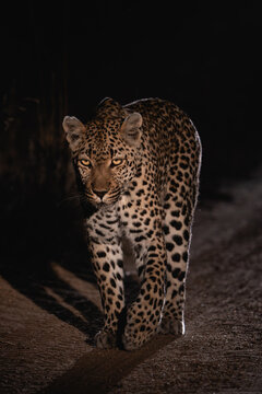 Female leopard walking in the dirt road illuminated by a spotlight at night, Sabi Sand Nature Reserve.