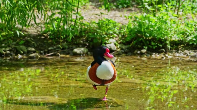The common shelduck, Tadorna tadorna is a waterfowl species of the shelduck genus, Tadorna.