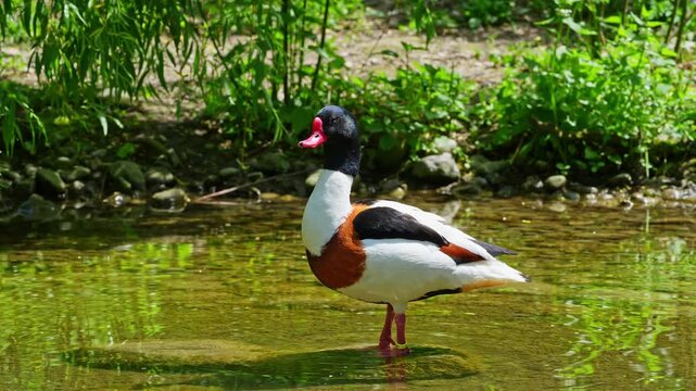 The common shelduck, Tadorna tadorna is a waterfowl species of the shelduck genus, Tadorna.