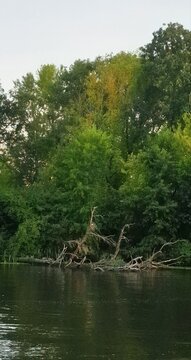 Scenic river landscape with a fallen old tree in the water against a dense green forest. Wild nature background.