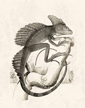 Basilisk lizard illustration on aged paper, featuring a detailed reptile perched on a tree branch