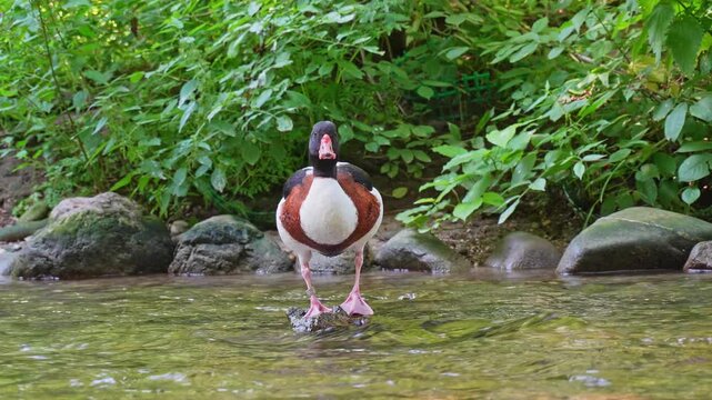 The common shelduck, Tadorna tadorna is a waterfowl species of the shelduck genus, Tadorna.