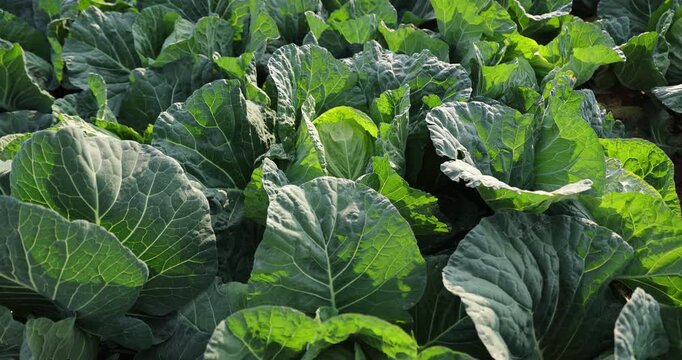 Green cabbage with dew  in growth at vegetable garden
