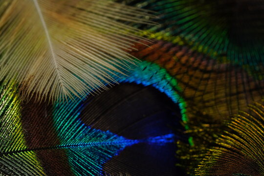 Iridescent peacock feather pattern with golden green and blue tones