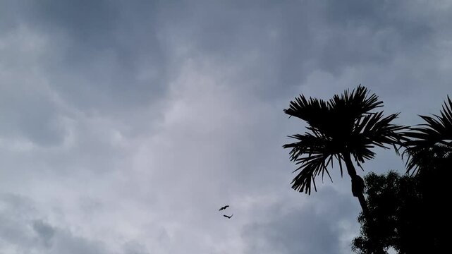 Two birds flying through a cloudy gray sky near silhouettes of tropical trees flight clouds stormy