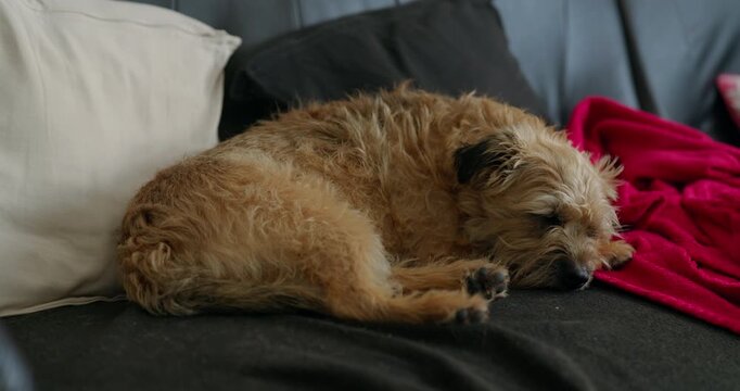 Female border terrier chilling on the sofa