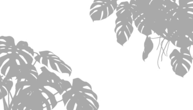 Monstera leaf shadows isolated on transparent background