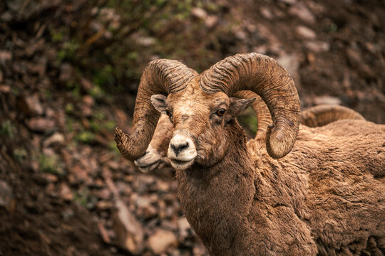 goat with a chipped horn